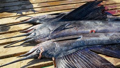 Fish-101 Fish-101