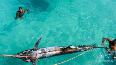 Fish-102 Fish-102
