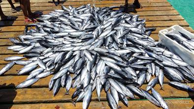 Fish-105 Fish-105