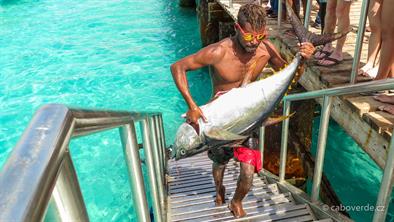 Fish-108 Fish-108