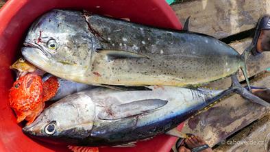 Fish-311 Fish-311