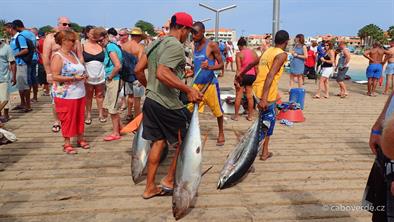 Fish-312 Fish-312