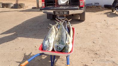 Fish-314 Fish-314