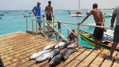 Fish-400 Fish-400