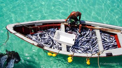 Fish-200 Fish-200
