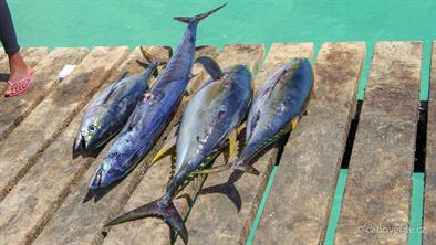 Fish-501 Fish-501