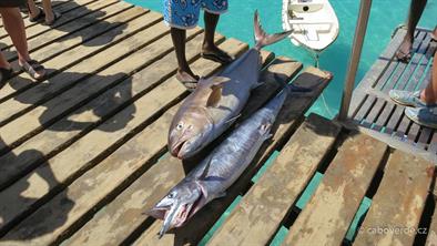 Fish-503 Fish-503