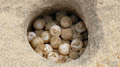 Želví vejce v hnízdě Želví vejce v hnízdě