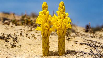 Divoce rostoucí chřest (Espargos) Divoce rostoucí chřest (Espargos)