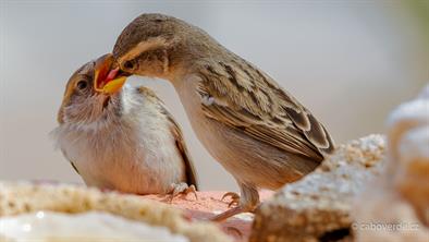 Endemický vrabec Pardal Endemický vrabec Pardal
