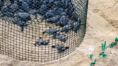 Čerstvě narozené želvičky Čerstvě narozené želvičky