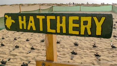 Želví líheň u hotelu Riu Želví líheň u hotelu Riu