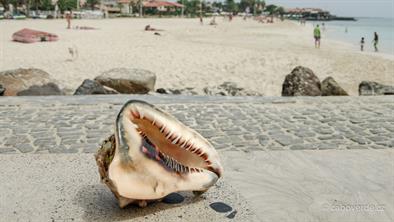 Šišan královský Šišan královský